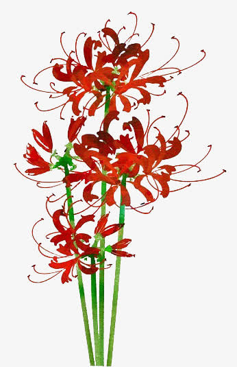 手绘曼珠沙华花免抠