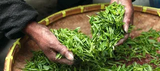 摄影晒茶的老人的手高清