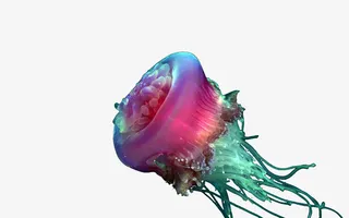 红色水母免抠