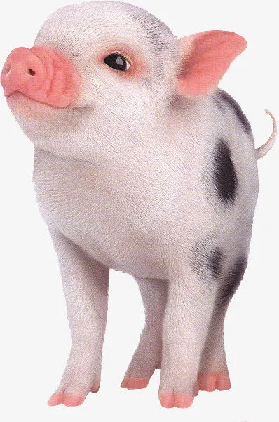 小香猪免抠素材免抠