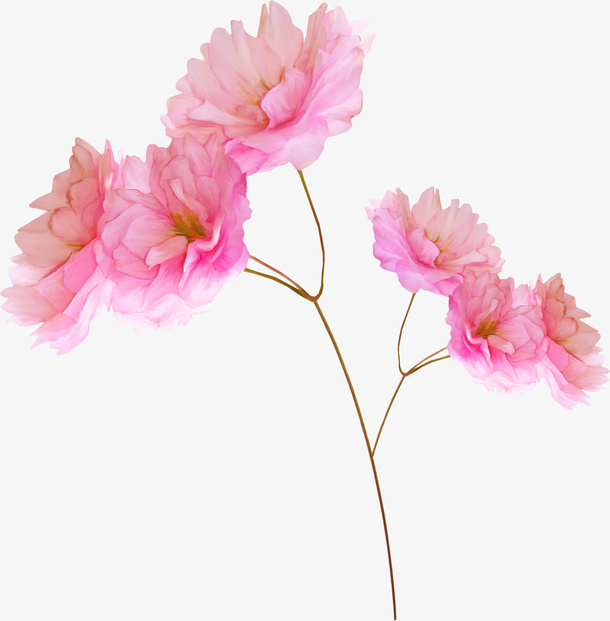 花卉免抠