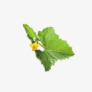 水果的叶子免抠