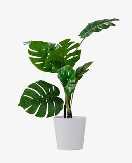 盆栽绿色小清新装饰免抠 盆栽绿色小清新装饰免抠