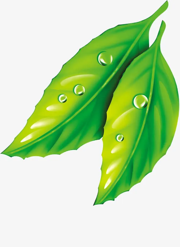 春天手绘绿色树叶水滴免抠