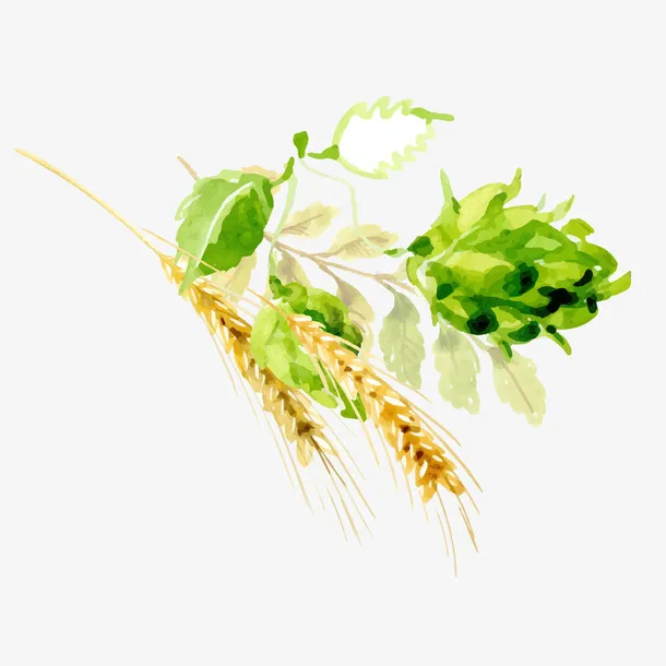 手绘绿色叶子与麦穗免抠