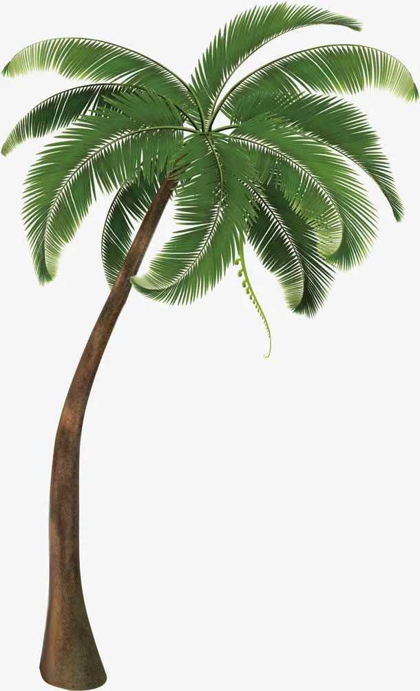 椰树素材免抠