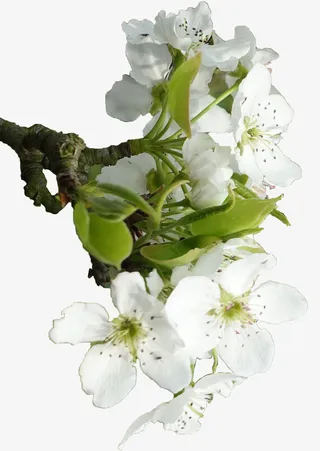 梅花摄影免扣素材免抠