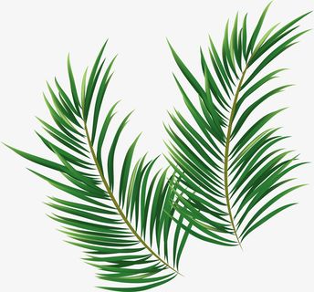 绿色热带雨林树叶装饰免抠