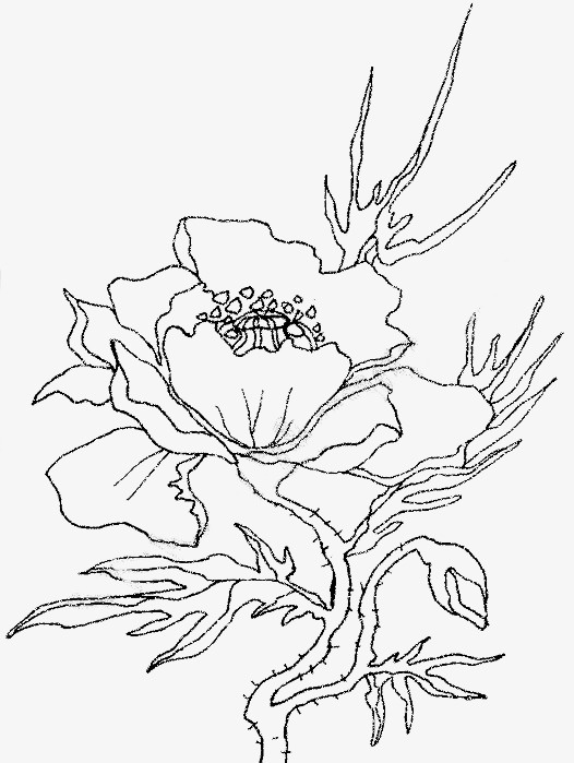 盛开的鲜花线稿免抠图免抠