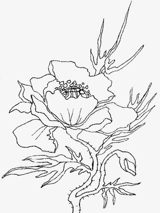 盛开的鲜花线稿免抠图免抠