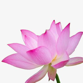 夏日盛开的荷花免抠