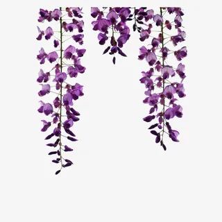 垂下的紫藤花图片素材免抠 垂下的紫藤花图片素材免抠