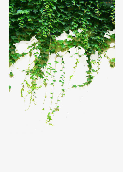绿色藤蔓免抠