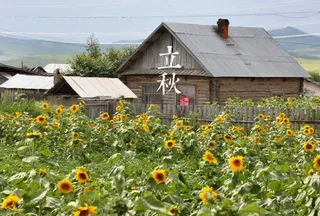 立秋向日葵生机勃勃免抠