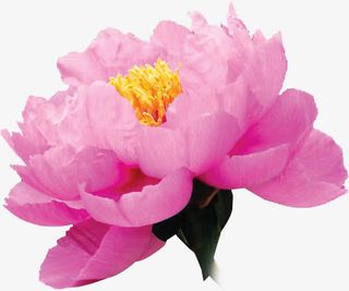 粉色分层花朵鲜花免抠