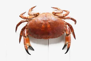 中秋节阳澄湖大闸蟹免抠