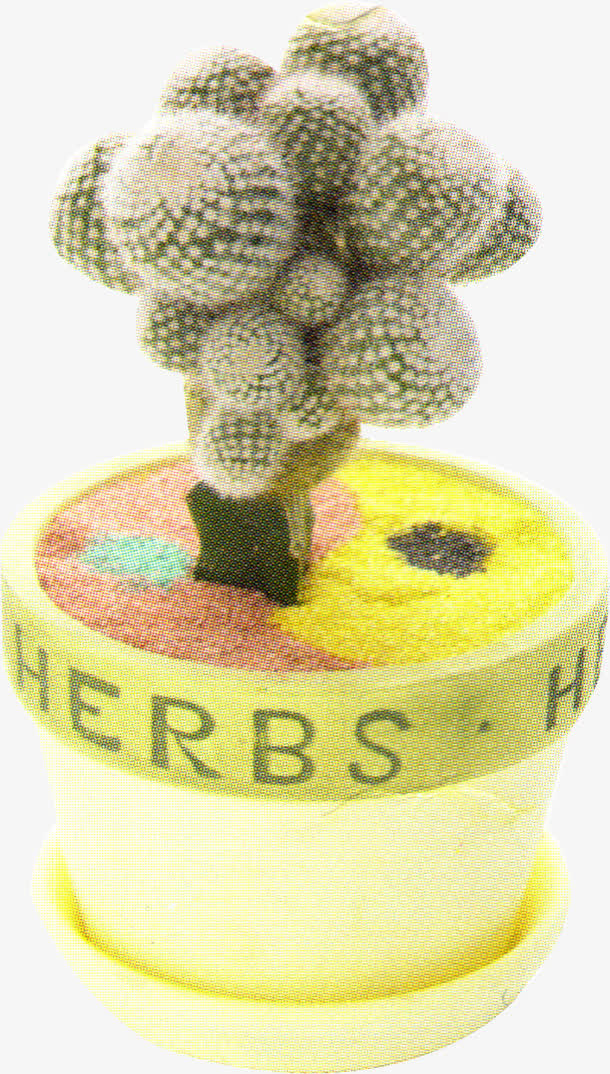 春天仙人掌植物盆栽免抠