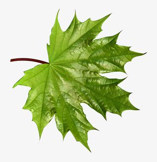 绿色春天叶子枫叶质量漂浮元素免抠