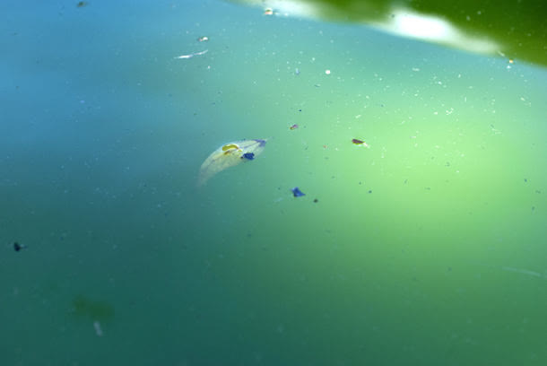 污染的水面背景