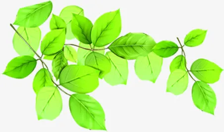 春天绿叶高清植物树枝免抠