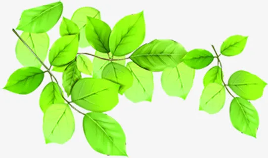 春天绿叶高清植物树枝免抠