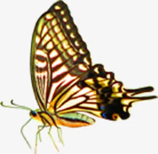 树林草丛春天飞舞蝴蝶免抠