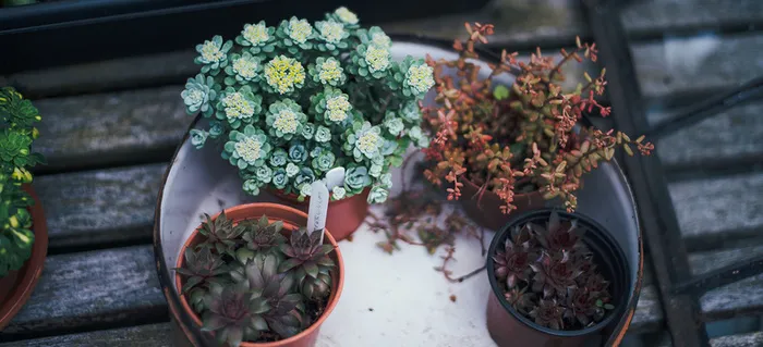 绿色植物背景高清
