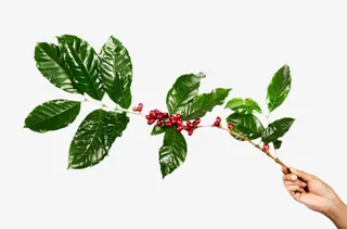 手捏着带咖啡果的树枝实物免抠