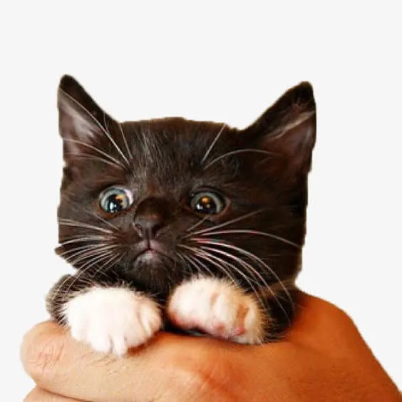 被抓住的小猫免抠