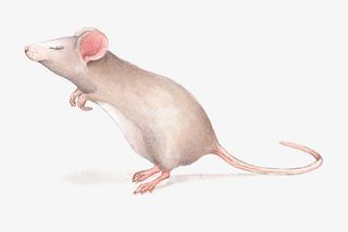 跳起来的老鼠免抠