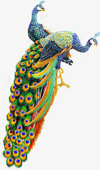 孔雀免抠
