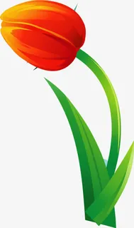 矢量郁金香11免抠