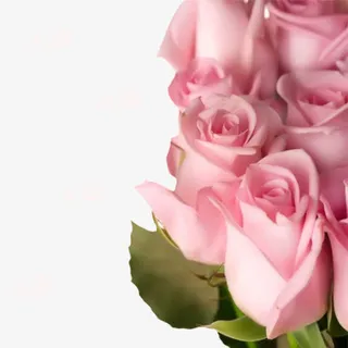 雅致玫瑰花免抠