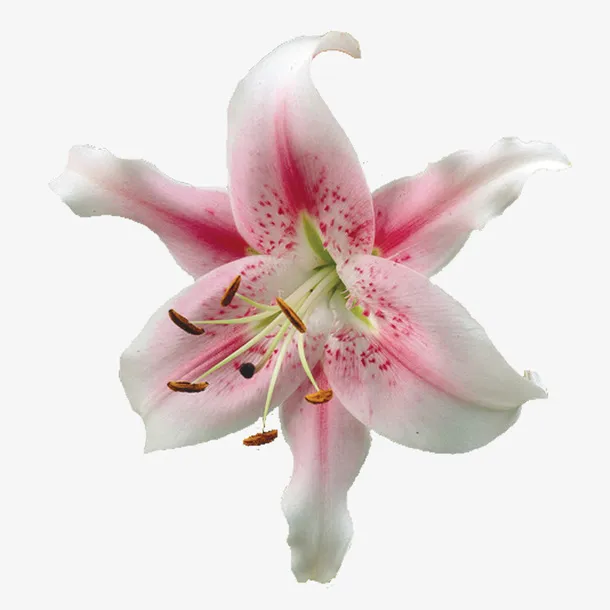 漂亮花朵免抠