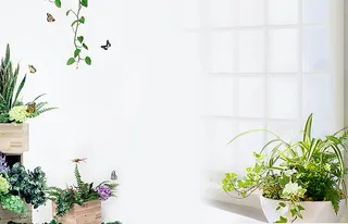 植物盆栽叶子绿色春天生机高清