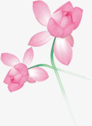 花径粉色荷花免抠