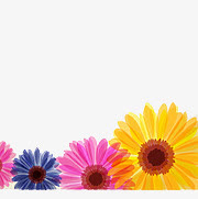 各色雏菊免抠