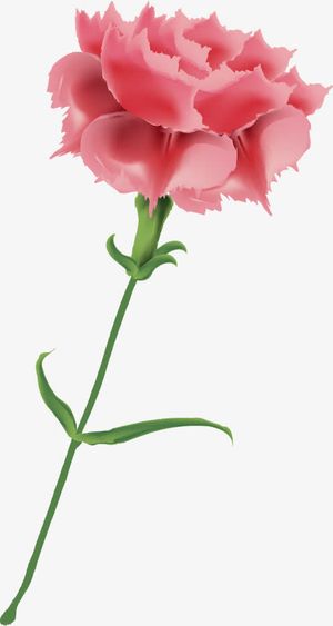 送给母亲的康乃馨免抠