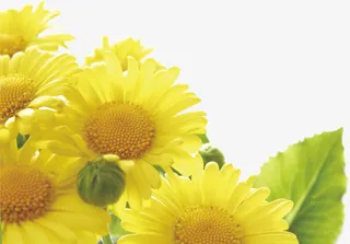 向日葵花边免抠