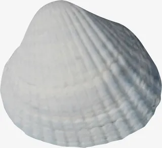 漂亮纹理扇贝免抠