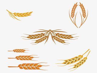 矢量5款清新黄色麦穗合集免抠