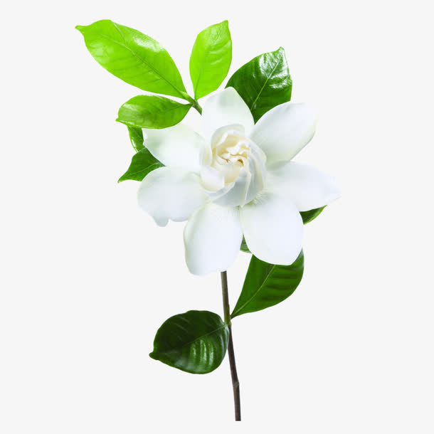 鲜花装饰免抠