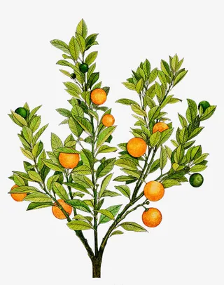 手绘橘树免抠