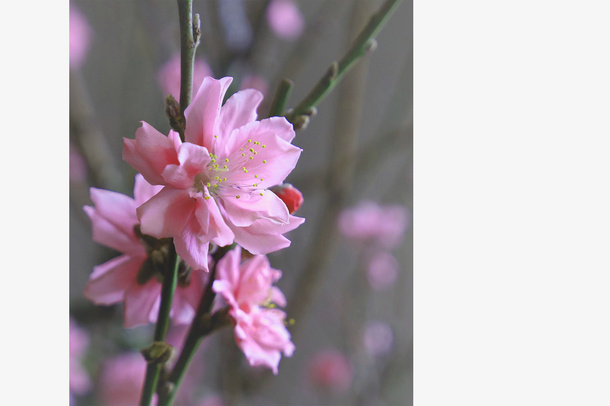 春天 草地 桃花 梨花 渐变透明元素23免抠背景场景背景元素