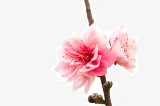 含苞欲放的桃花免抠