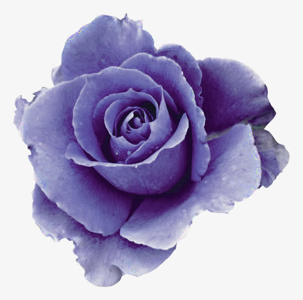花朵免抠