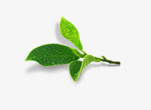 薄荷叶免抠