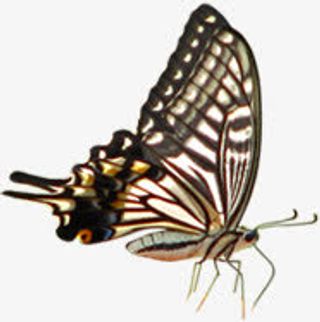 水墨蝴蝶美景春天免抠装饰动物元素