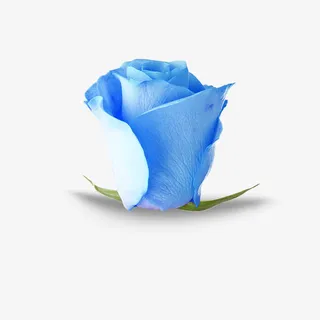 蓝色玫瑰免抠