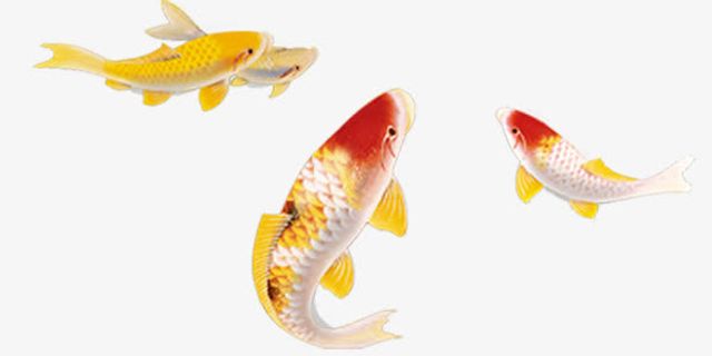 锦鲤免抠